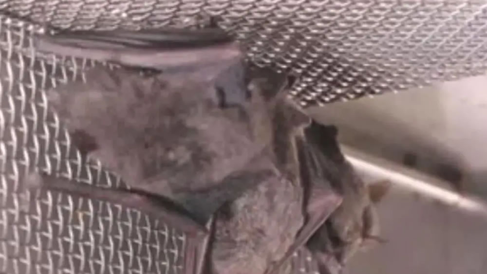 Un video mostra pipistrelli nel laboratorio di Wuhan: smentita la versione cinese